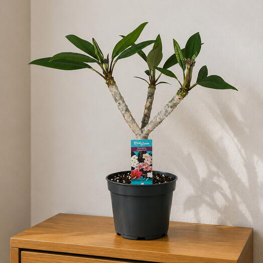 Plumeria – Tropical Beauty with an Exotic Fragrance