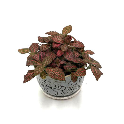 Фиттония (Fittonia albivenis)  в керамическом горшке