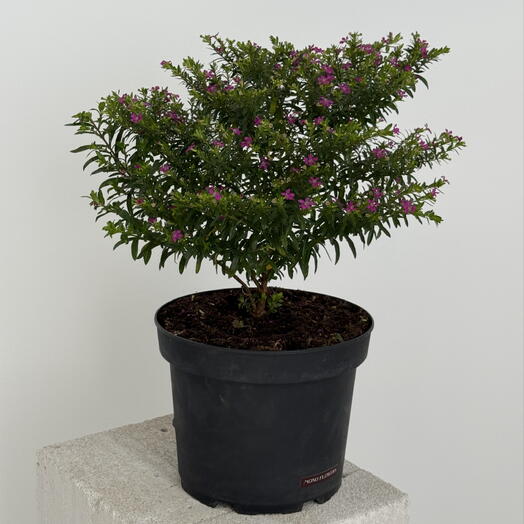 Бонсай / Куфея / Комнатное растение 0635