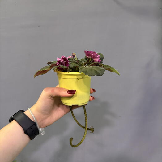 Фиалка (сенполия) розовая