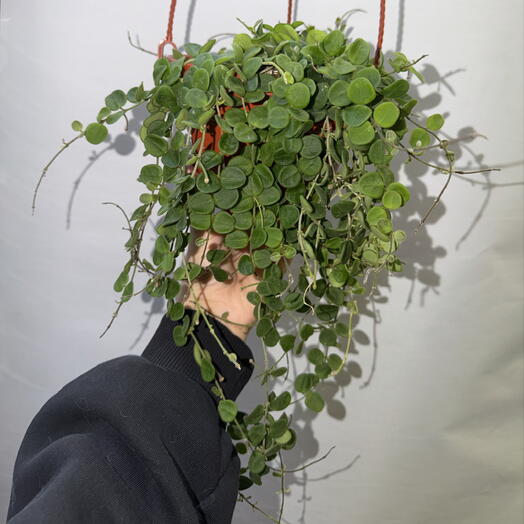 Хойя мясистая — роскошный зелёный каскад в подвесном кашпо 🌿