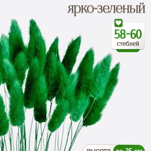 Лагурус ярко-зеленый 60 шт. Высший сорт. Высота 25-35 см М248