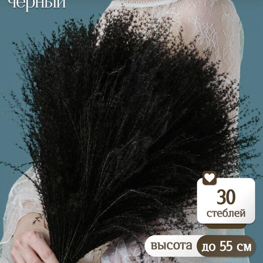 Мискантус чёрный 30 шт. Высший сорт М044
