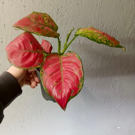 Аглаонема Red Joy