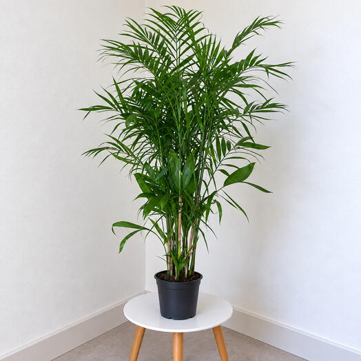 Chamaedorea seifrizii – Bamboo Palm