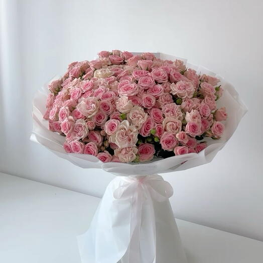 Dwarf rose