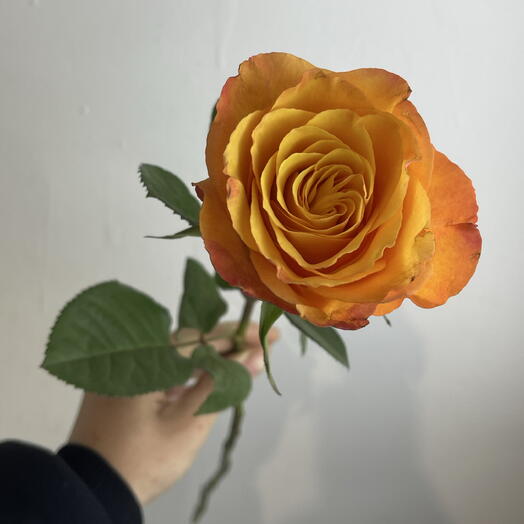 Роза рыжая 🧡