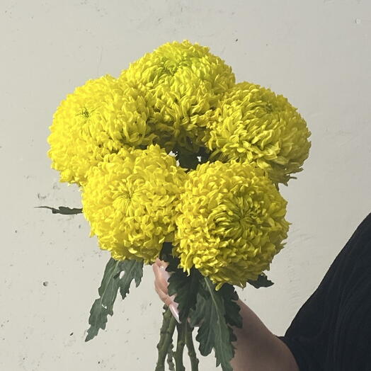 Хризантема желтая 💛 5