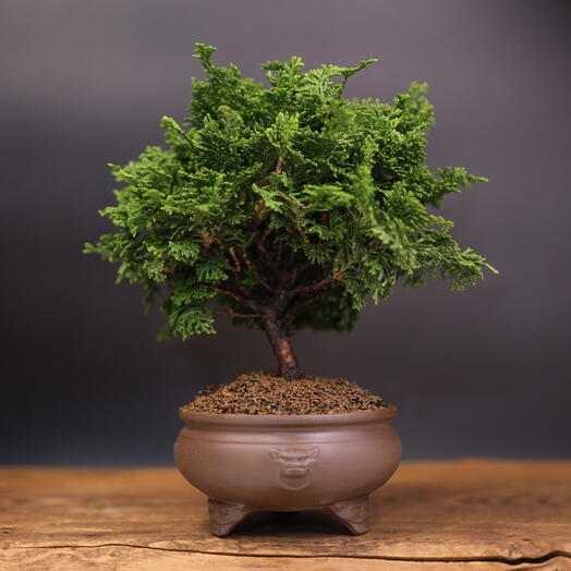 Бонсай Кипарисовик, 23см, 16 лет