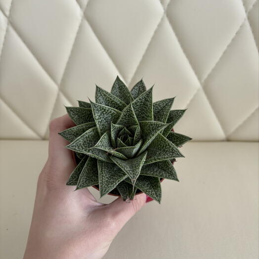 Комнатное растение «Алое»