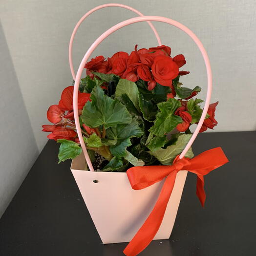 Бегония-как букет квасных роз- долгое цветение, готова к вручению🌸 пересажена