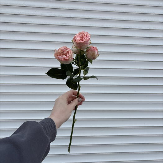 Пудровая кустовая роза🌷