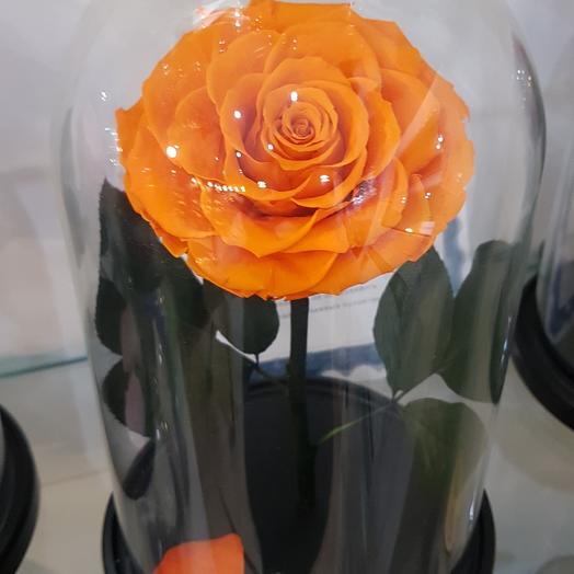 Orange rose