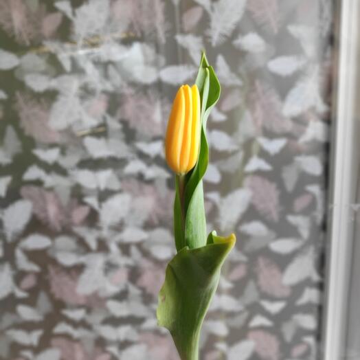 Yellow Tulip