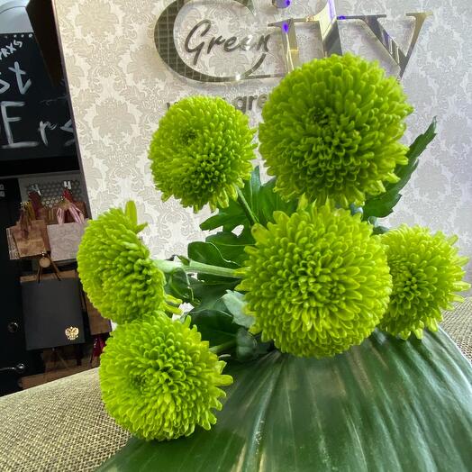 Chrysanthemum bush