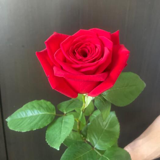 Красная ароматная Роза 🌹60 см 00030
