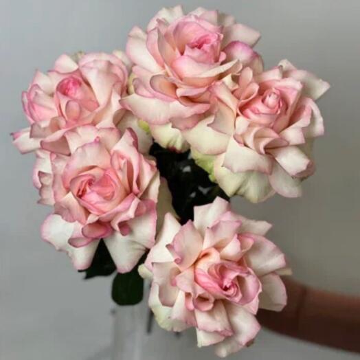 Pink roses