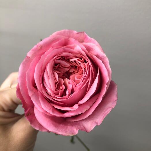 Rose Pink Expression