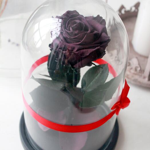 Стабилизированная роза в колбе Premium VIP 7-8 см, пурпурный, Цветы и  подарки в Москве, купить по цене 8000 руб, Стабилизированные цветы в Rose V  Kolbe с доставкой | Flowwow