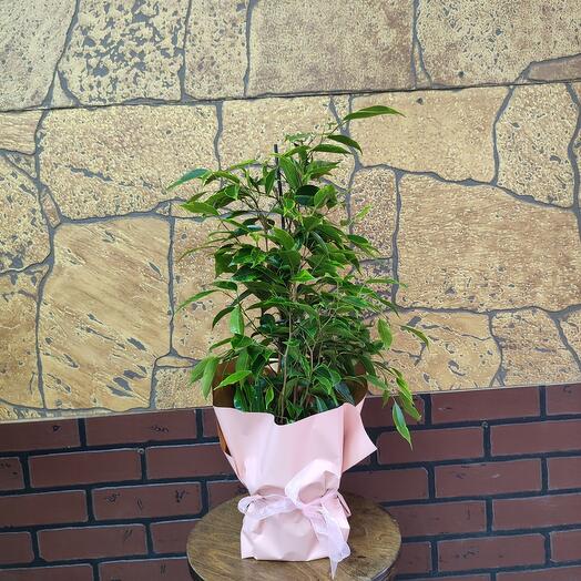 Фикус бенж. Анастасия, Цветы и подарки в Москве, купить по цене 1700 ...