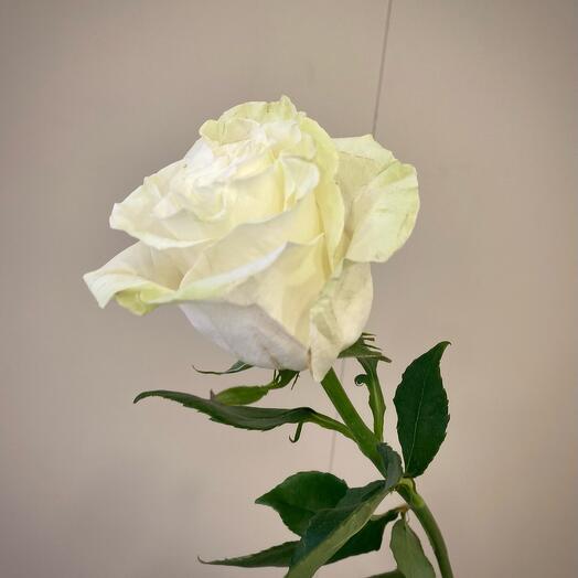 Rosa Mondial 70cm