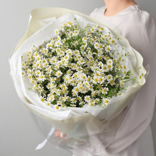 Daisies 🌿