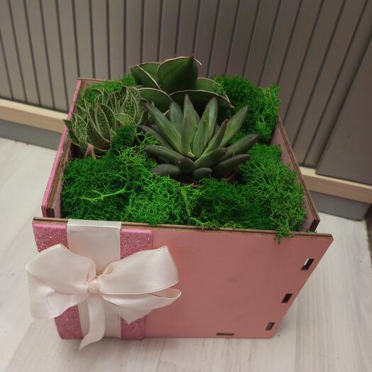 Composition with Succulents mix in a pink box