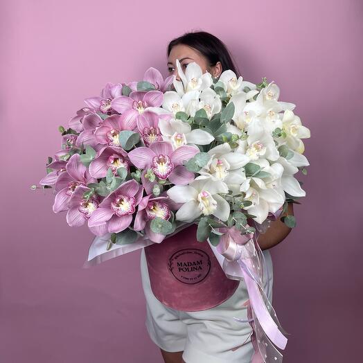 PREMIUM ORCHID💟