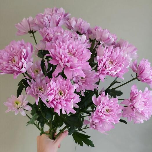 Букет розовых хризантем