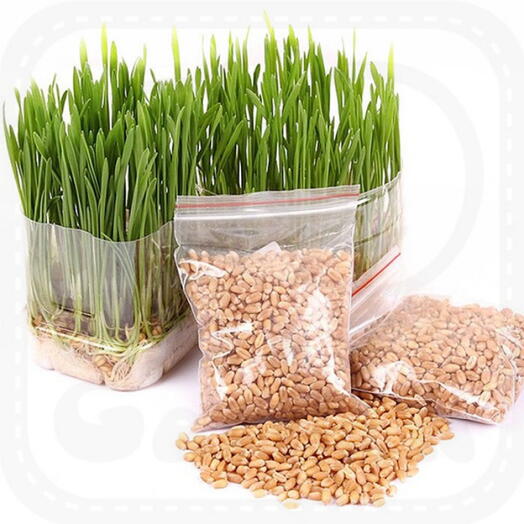 Catgrass Seeds - Cat Grass - Grow Your Own  - 1000 Seeds (UK Seller)