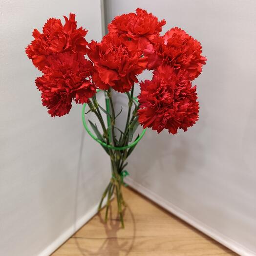 Гвоздика красная Голландия 6 штук
