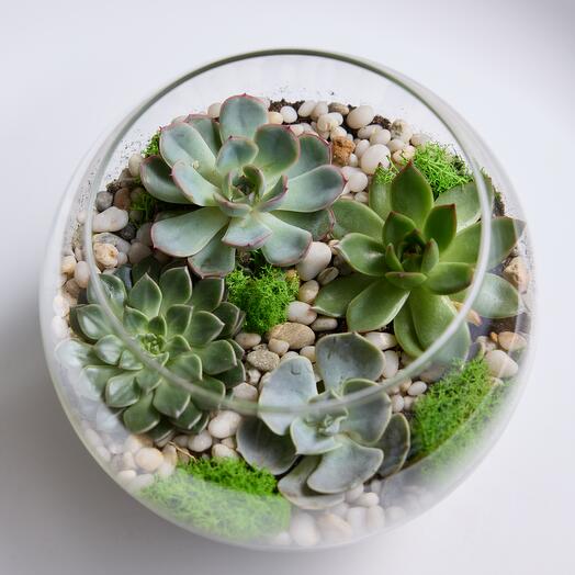 Florarium Classics