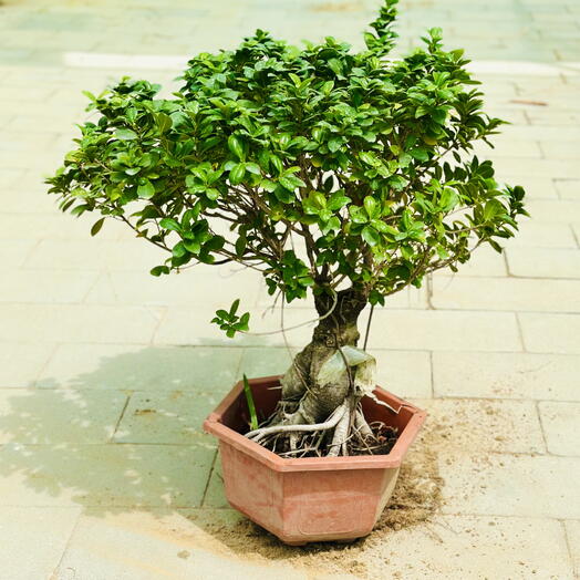 Ficus Ginseng Bonsai 60cm