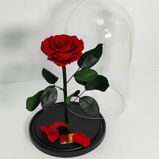 Роза в колбе🥀