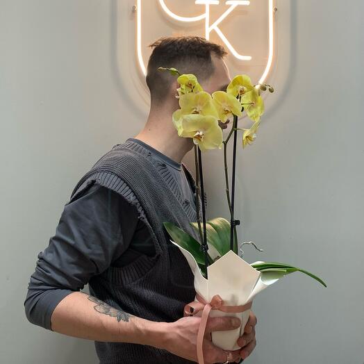 Phalaenopsis lemon orchid