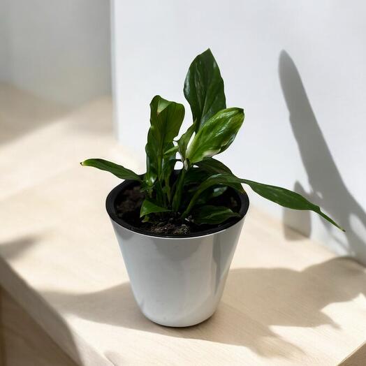 Спатифиллум Уоллиса Чопин женское счастье