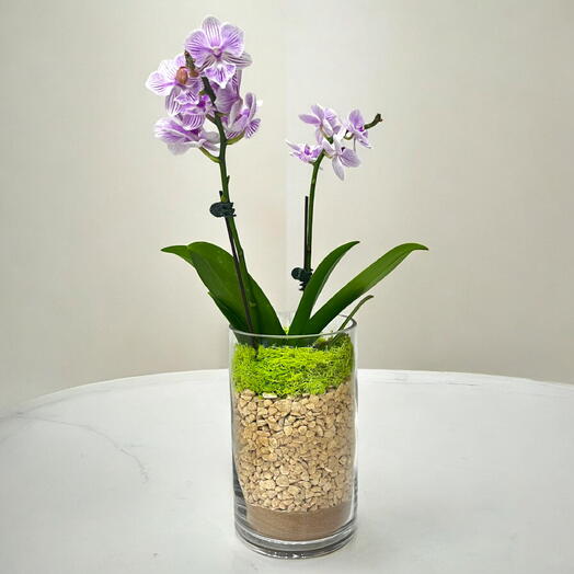 Mini Phalaenopsis Orchid in Modern Glass Vase – Compact and Elegant