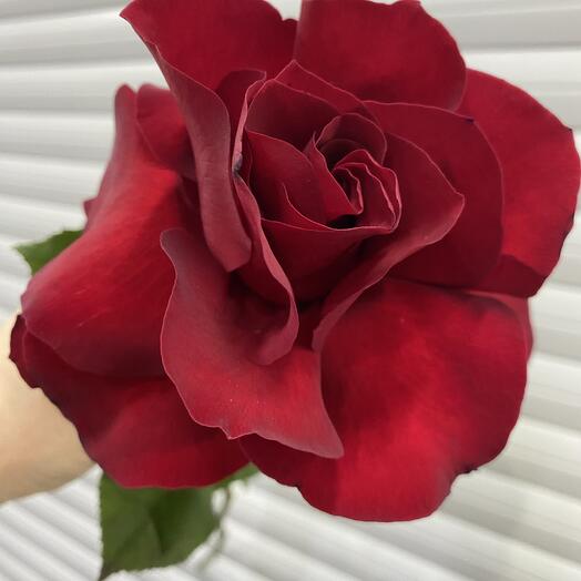 Роза французская красная