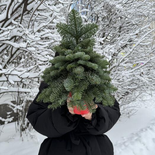 Елочка из живого нобилиса не желтеет и не сыпется 45 см