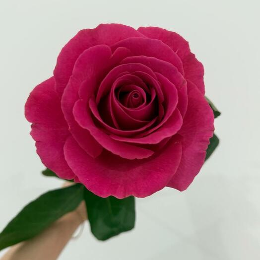 Розы сорта "pink floid"