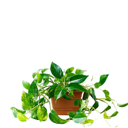 Epipremnum Pinnatum  Golden Pothos  (Money Plant)