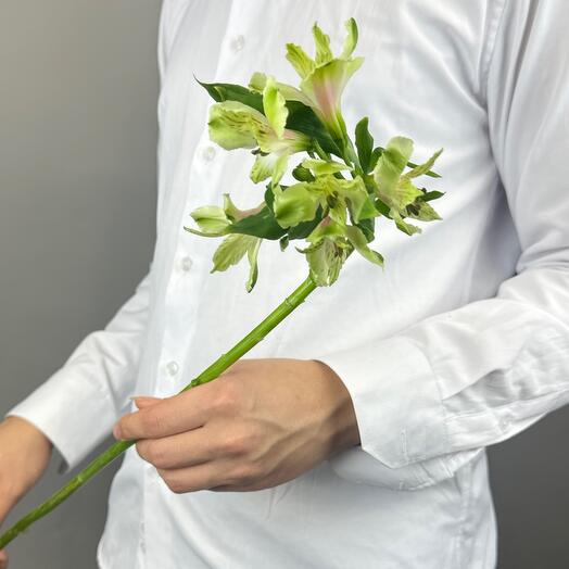 Зеленая альстромерия