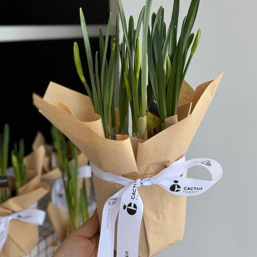 Нарциссы в горшке