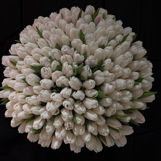 201 белый тюльпан