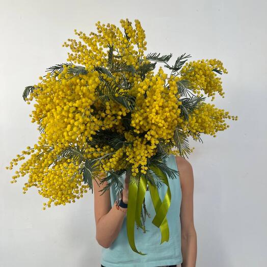 Шикарная, пышная, ароматная мимоза весной