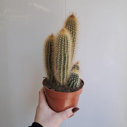 Кактусы CACTI 5 шт
