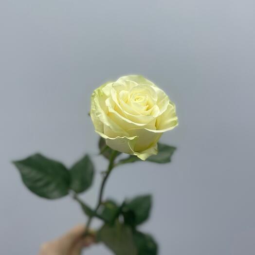 Роза Мондиаль