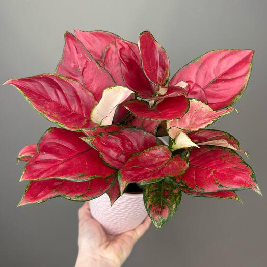 Аглаонема Ред Валентин в керамическом кашпо