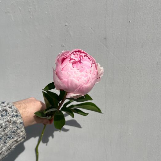 Пион розовый 💖