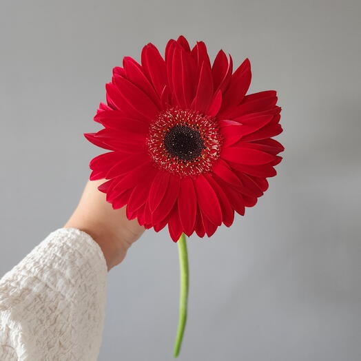 Gerbera